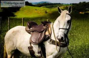 walking tennessee horses available