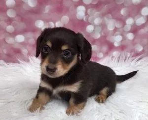 CKC Dachshunds puppies available.