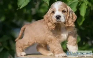 Golden Retriever Labrador Retriever Beagle Dachshund Cocker Span