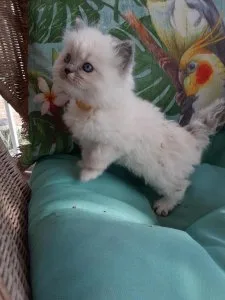 Ragdoll kittens looking to go to foreve homes.