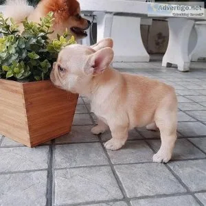 Family French Bulldog Puppy Ready