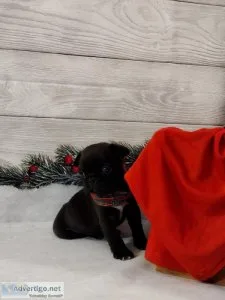 Tiny Bugg Puppies