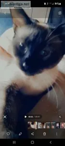 Female siamese kitten