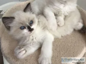 Ragdoll Kittens available
