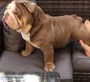 Lovely English bull dog puppies for adoption