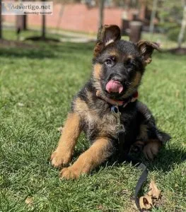 German shepherd puppies( Christmas discount )