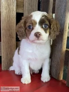 Milo