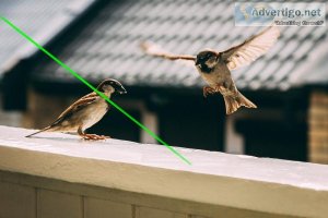 laser bird pigeon repellent amazon