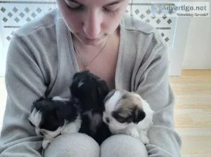 I have 3 gorgeous little shih tzu puppies