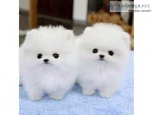 Available Pomeranian Puppies.Text 17193458293