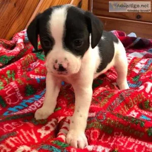 Flynn Christmas Queen Elizabeth Pocket Beagle