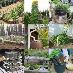 The Self-Sufficient Backyard