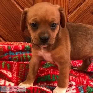 Kenya Christmas Queen Elizabeth Pocket Beagle