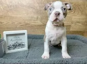 Boston Terrier Puppies