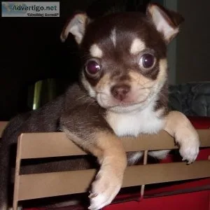 Noel Chihuahua