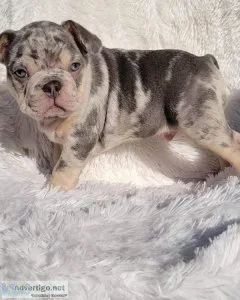 French Bulldog Puppies boys