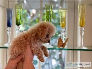 Beautiful Toy Poodle puppies txt (717) 742-5463