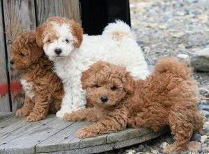 FGFDCE GFHJGF Poodle puppies
