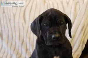 Chocolate AKC male Great Dane