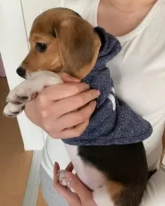 Beagle Dog for Sale
