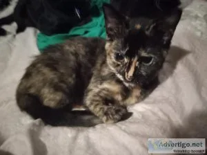 Free tortoiseshell kitten