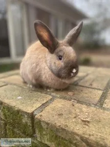 Baby bunnies for sale