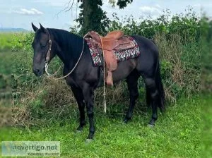 BLACK Gorgeous Head Horse Ranch Horse Gentle and AQHA Quarter Ho