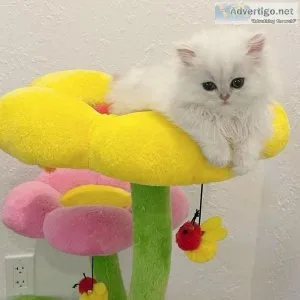 Persian kittes ready now