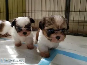 Healthy male and female Shih Tzu puppies .text 17193458293