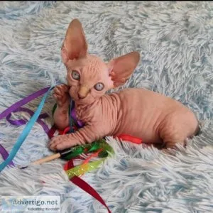 Sphynx male for sale