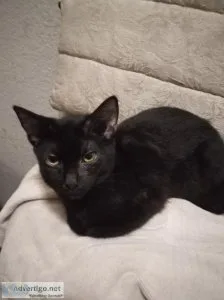 Free black kitten