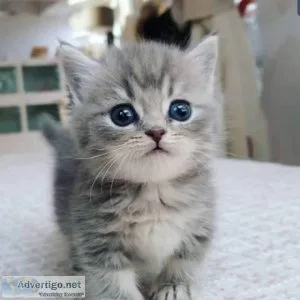 munchkin cats for sale