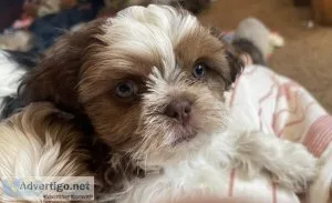 MalteseShih tzu Teacup 12 pounds ground M green eyes