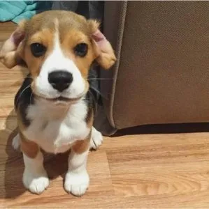 Beautiful Beagle Puppy For Sale