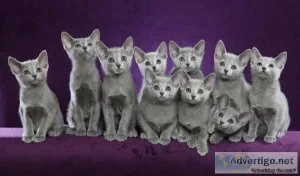 GERQYU HJIKTY Russian Blue kittens