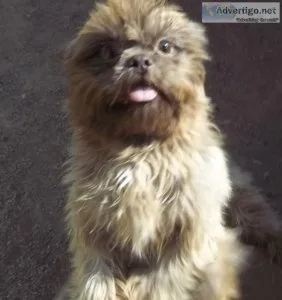 AKC Shihtzu Male Proven Breeder