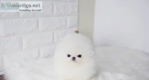 Healthy male and female Pomeranian puppies to offer good homes 1