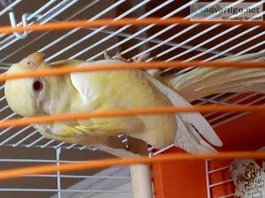 kakariki parrot