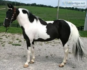 walking tennessee horses available