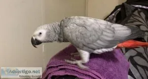 Cute African Grey parrot