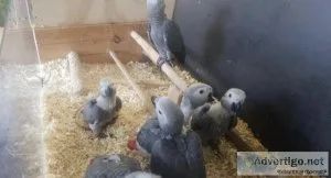 Top African Grey parrot