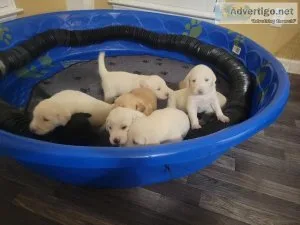 Labradoodle puppies for Christmas