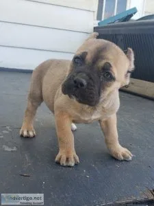 cane corso puppies
