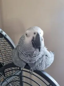 Top African Grey parrot available now