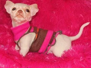 Beautiful Chihuahua puppies text (717) x742-x5463