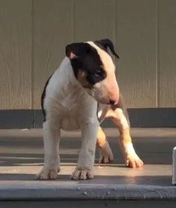 bull terrier puppies