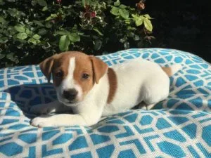 EUTYEG TEHTRH Jack Russell Terrier puppies