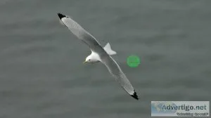 laser bird control device instead of pigeon net