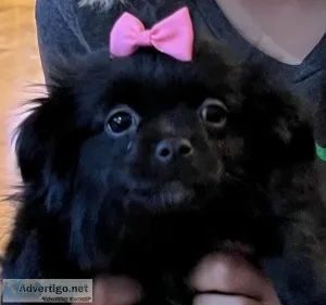 Chineranians Japanese ChinPomeranian