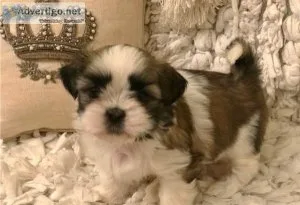 Well Socialized Shih Tzu Puppies For Sale.